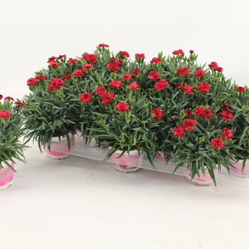 Dianthus caryophyllus 'Peman Red'
