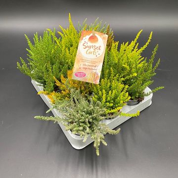Calluna vulgaris SUNSET MIX