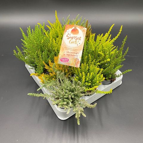 Calluna vulgaris SUNSET MIX