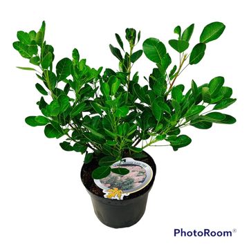 Cotinus coggygria 'Young Lady'