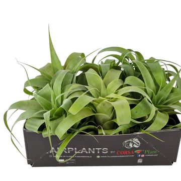 Tillandsia 'Samantha'