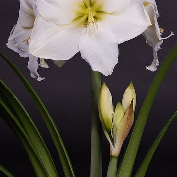 Hippeastrum WHITE STAR