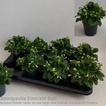 Saintpaulia 'Emerald Bell'
