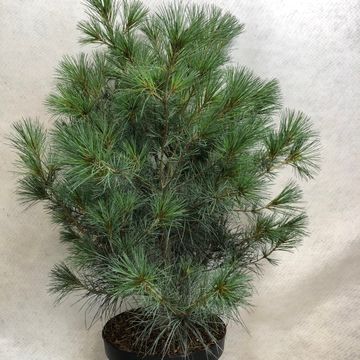 Pinus strobus 'Blue Clovers'