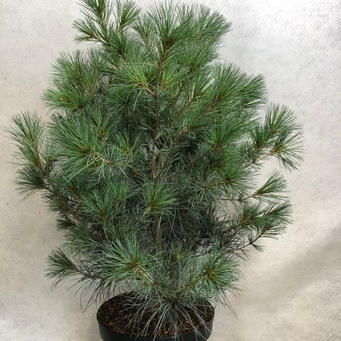 Pinus strobus 'Blue Clovers'