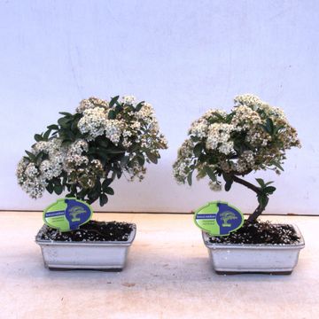 Pyracantha angustifolia