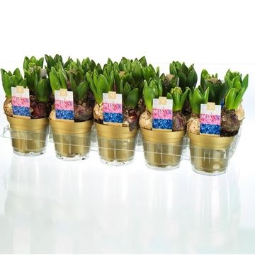Hyacinthus Гиацинт восточный МИКС В ГОРШКЕ