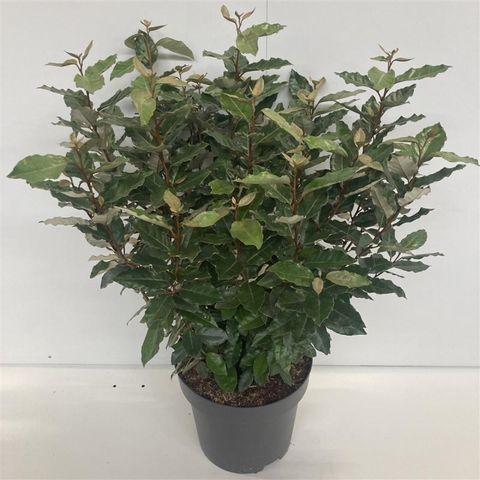 Elaeagnus x ebbingei 'Компакта'