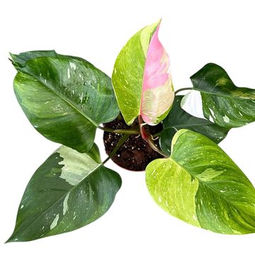 Philodendron 'Fresh Aurea Tricolor'
