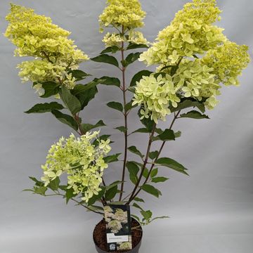 Hydrangea paniculata 'Phantom'