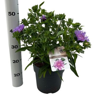 Stokesia laevis 'Purple Parasols'