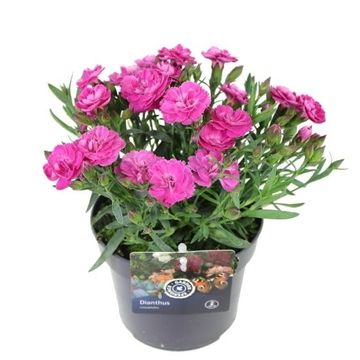 Dianthus CODE PINK