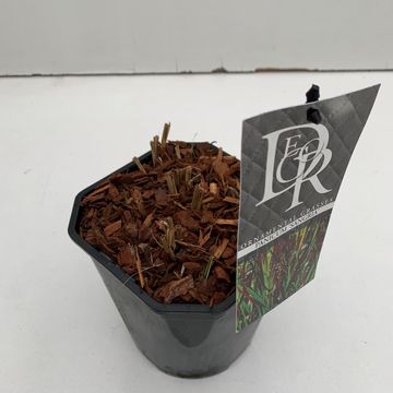 Panicum virgatum 'Sangria'