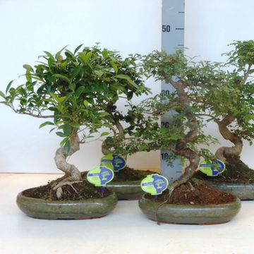 Bonsai MIX