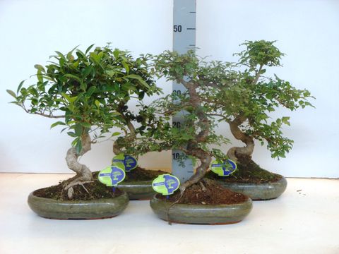 Bonsai MIX