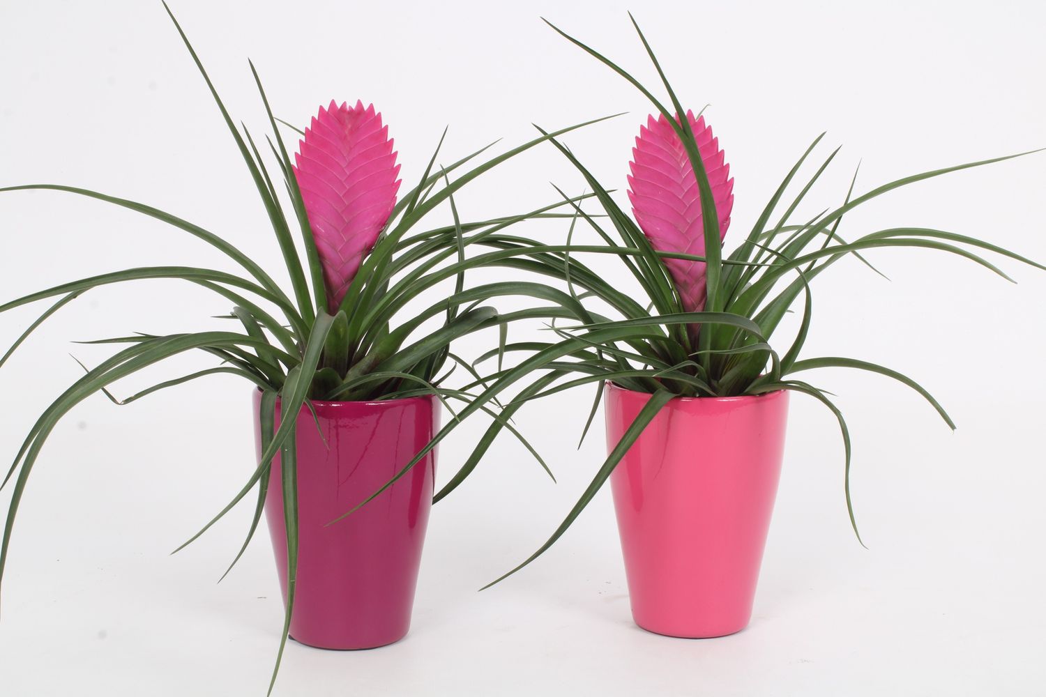 Tillandsia cyanea 'Anita' — Plant Wholesale FlorAccess