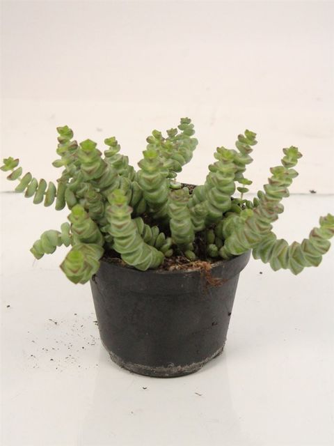 Crassula marnieriana 'Hottentot'