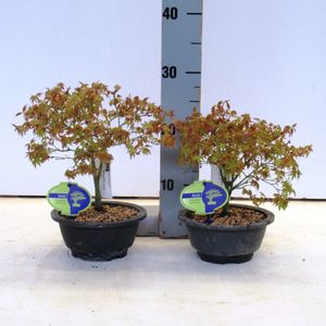 Acer palmatum 'Kiyohime'