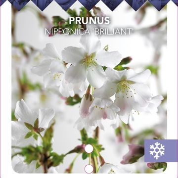 Prunus nipponica 'Brillant'