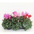 Cyclamen persicum SUPER SERIE LEOPARDO MIX