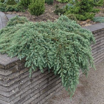 Cedrus deodara 'Feelin' Blue'