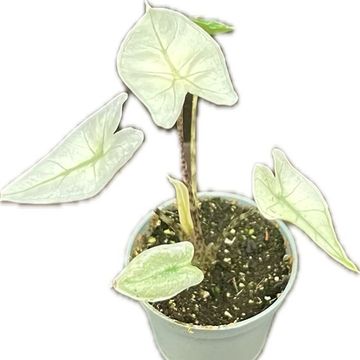 Alocasia zebrina 'Mint Variegata'