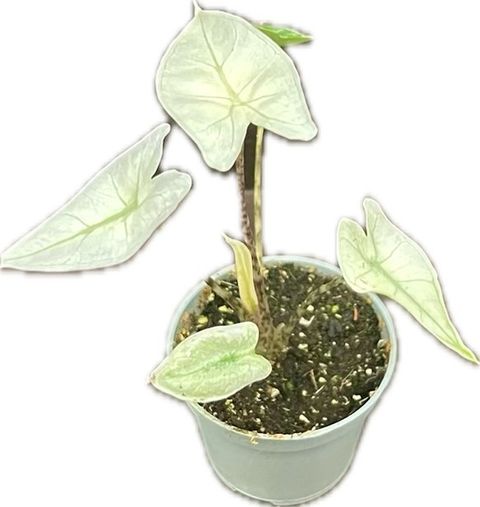 Alocasia zebrina 'Mint Variegata'