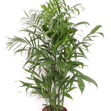 Chamaedorea seifrizii