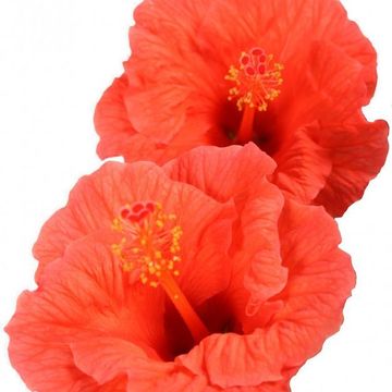 Hibiscus rosa-sinensis SUNNY BORDEAUX