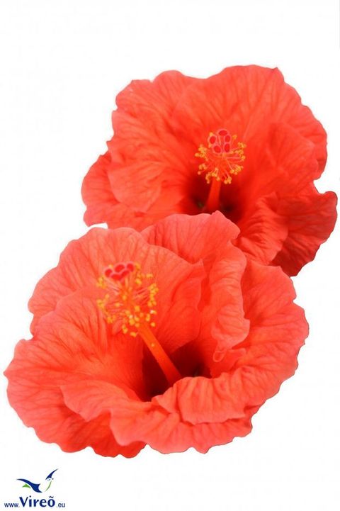 Hibiscus rosa-sinensis SUNNY BORDEAUX