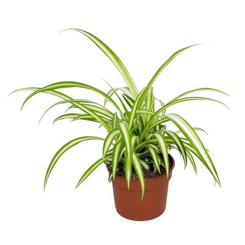 Chlorophytum comosum 'Вариегатум'