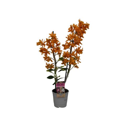 Dendrobium nobile STAR CLASS FIREBIRD — Plant Wholesale FlorAccess