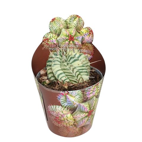 Euphorbia meloformis 'Variegata'