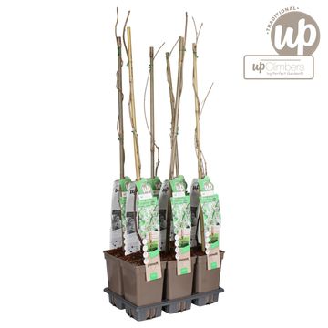 Wisteria floribunda 'Alba'