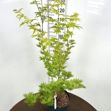 Acer shirasawanum 'Jordan'