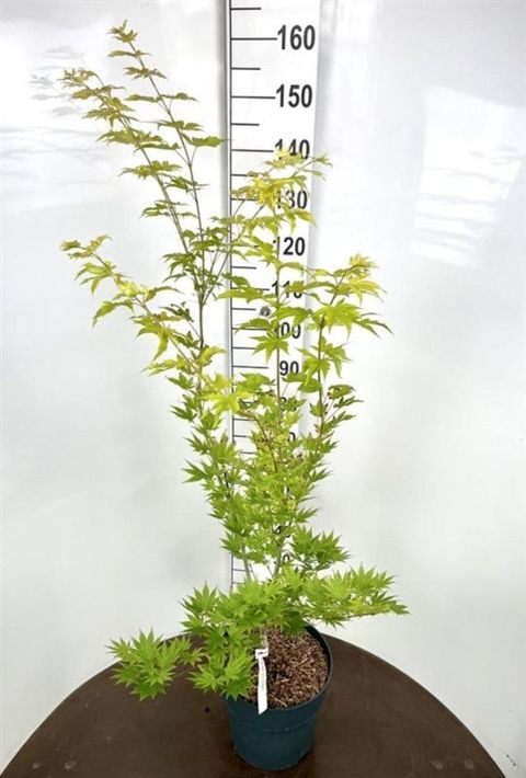 Acer shirasawanum 'Jordan'