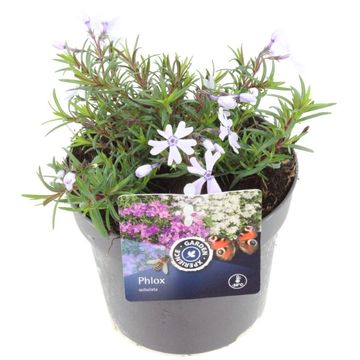 Phlox FABULOUS BLUE VIOLET