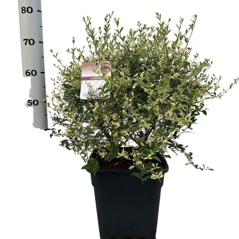 Ligustrum ibota MUSLI