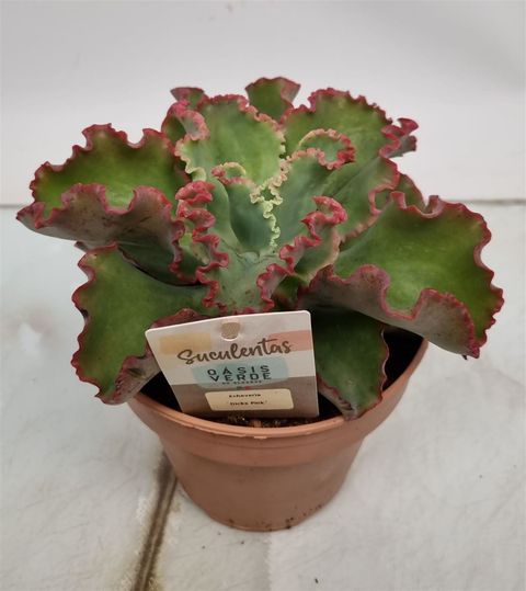 Echeveria 'Dick's Pink'