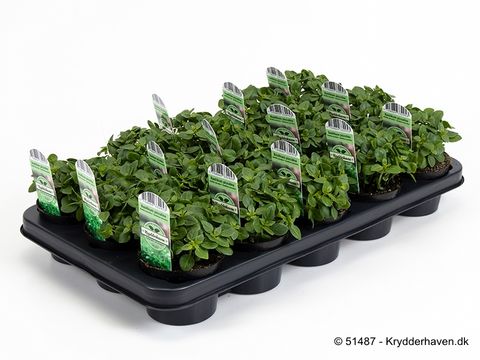 Ocimum basilicum 'Piccolino'