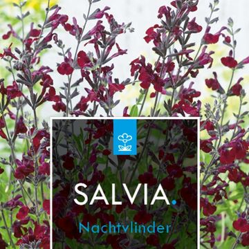 Salvia x jamensis 'Nachtvlinder'