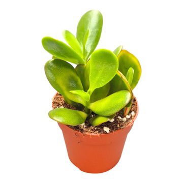 Crassula ovata 'Sunset'