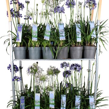 Agapanthus MIX