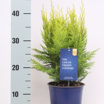 Chamaecyparis lawsoniana 'Ivonne'