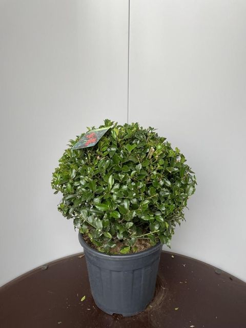 Ilex x meserveae 'Blue Maid'