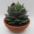 Agave titanota oteroi