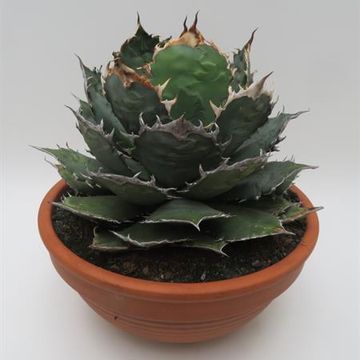Agave titanota oteroi