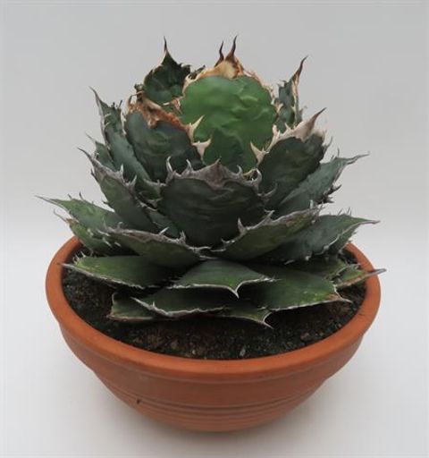 Agave titanota oteroi