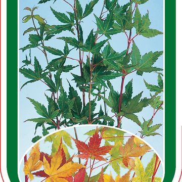 Acer palmatum 'Sangokaku'