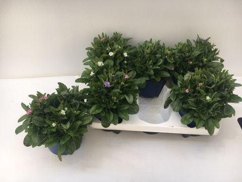 Myosotis MIX IN POT